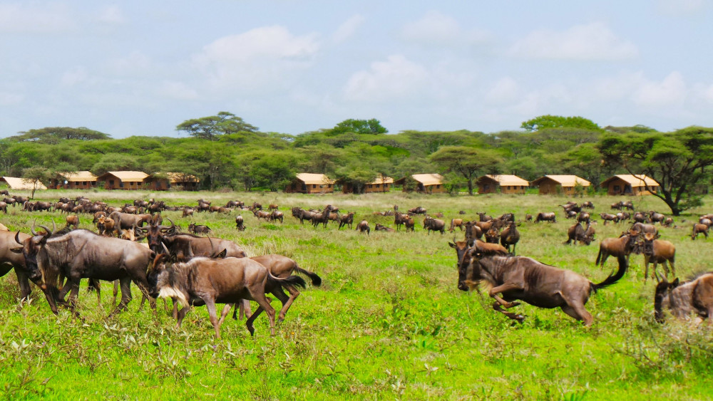 Northern Parks Comfort Safari