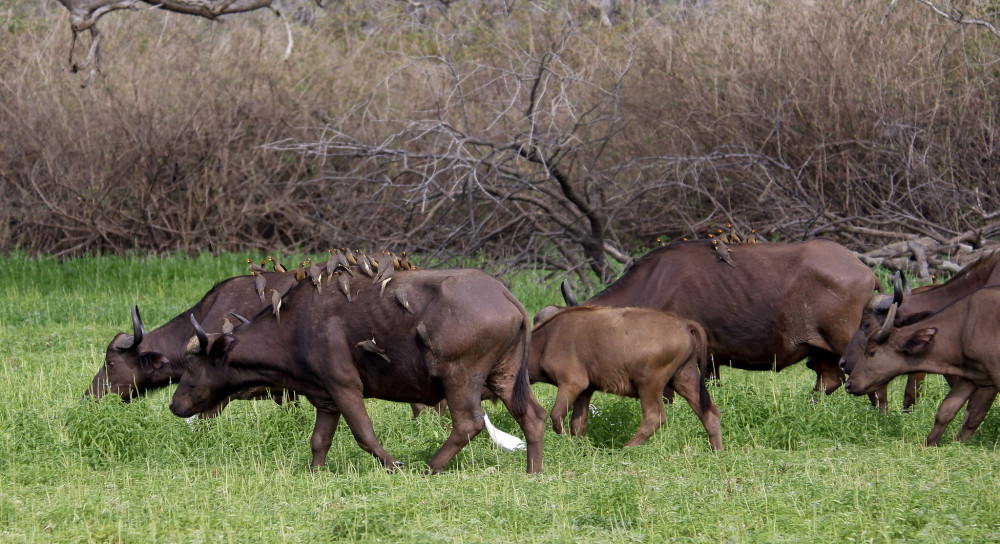 Selous Adventure Shared Safari