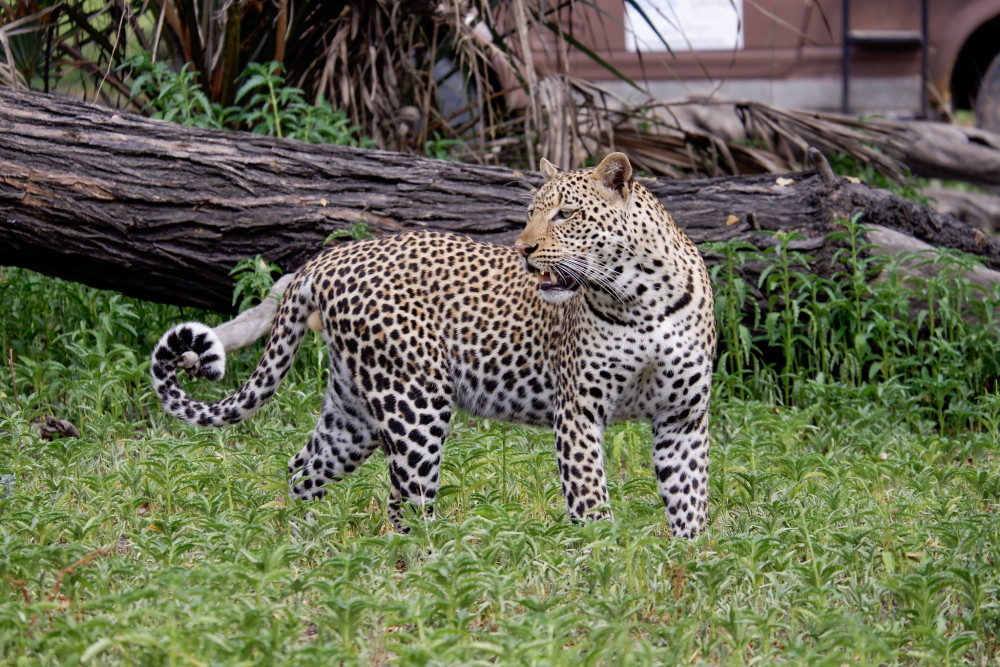 Fly-in Selous National Park Comfort Safari