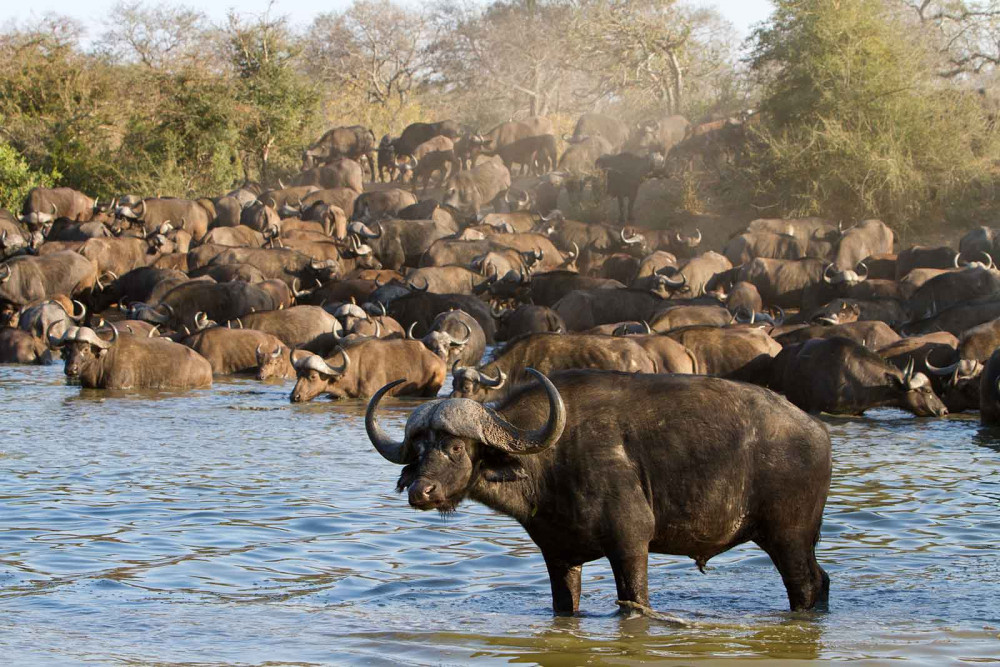 Greater Kruger Safari with Nthambo Tree Camp