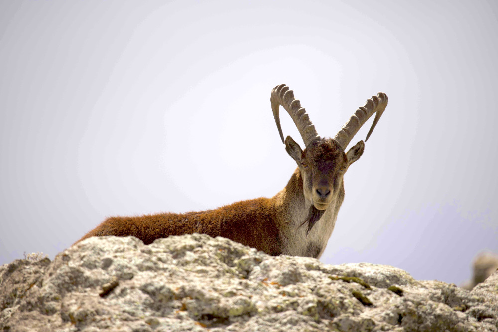 Ethiopia Wildlife & Photography Expedition
