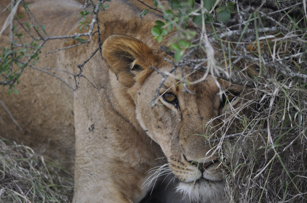 Nairobi National Park Safari