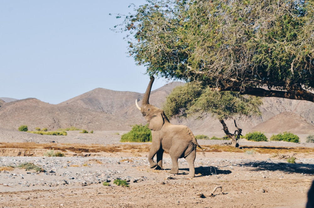 Complete Namibia Self-Drive - Sossusvlei to Etosha