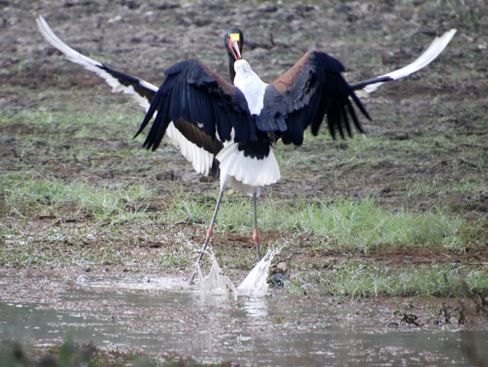 Safari Serenity - Discover South Luangwa's Heart