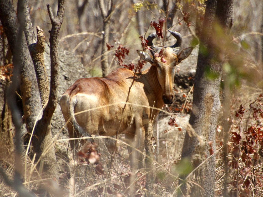 Open Photos