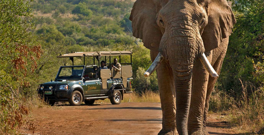 Shared Kruger National Park Safari from Hazyview