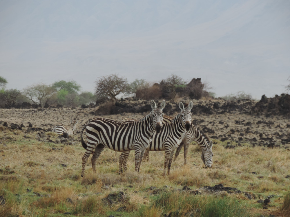 Tarangire, Ngorongoro Crater & Serengeti Safari