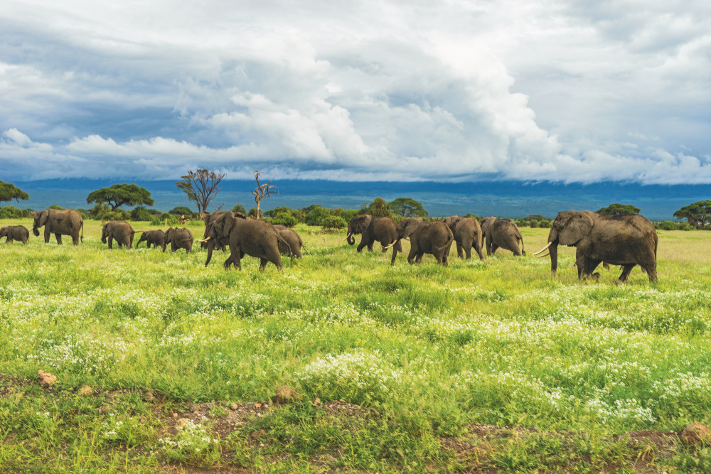 Great Migration, Culture & Acidic Lakes Safari