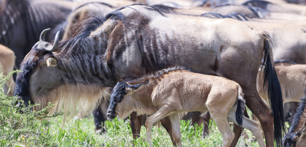 Wildebeest Calving Season Safari Ndutu (Jan-Mar)