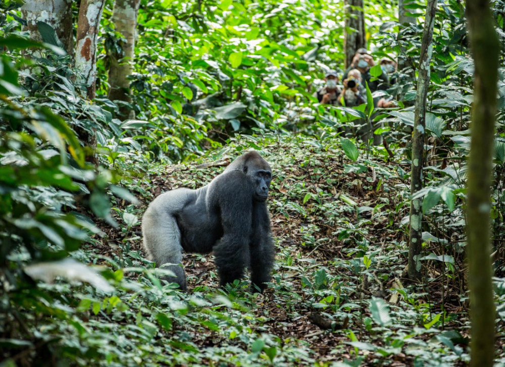 Best of Congo Safari Tour