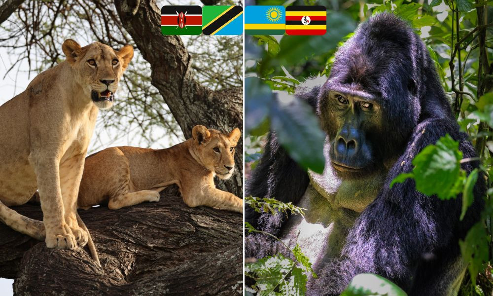 Best of Kenya, Tanzania, Rwanda, & Uganda Safari