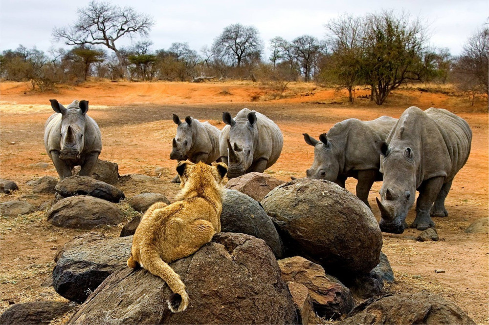 Luxury Safari Big Five