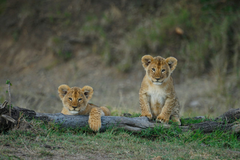 Classic Kenya Safari