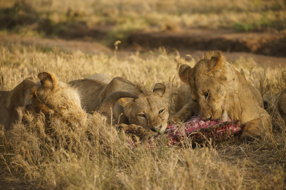 Ultimate Tanzania Wildlife Safari