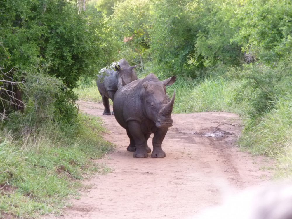 Kruger National Park Morning Safari