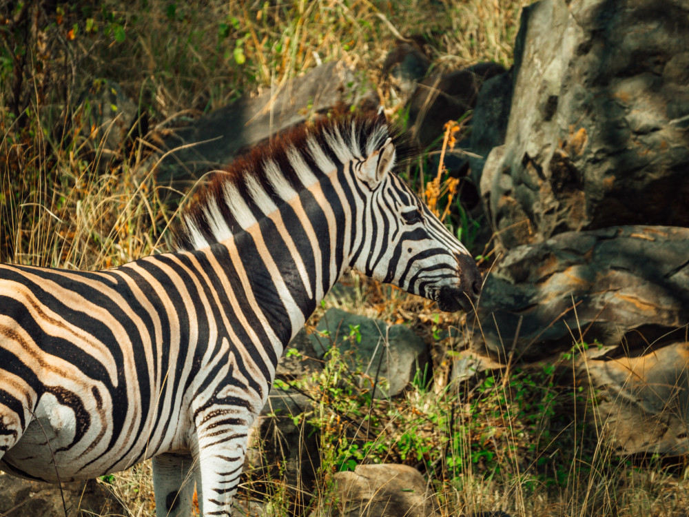 Kruger National Park Bush and Zebra Safari
