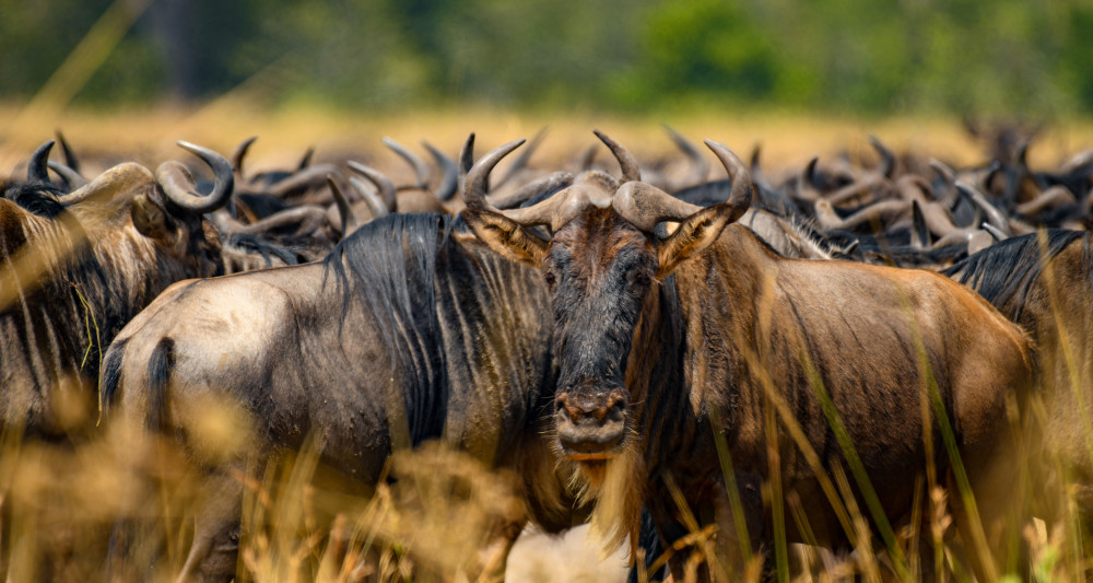 Amboseli to Masai Mara Luxury Safari Experience