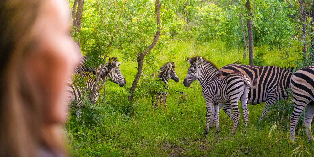 Greater Kruger Safari Short & Sweet
