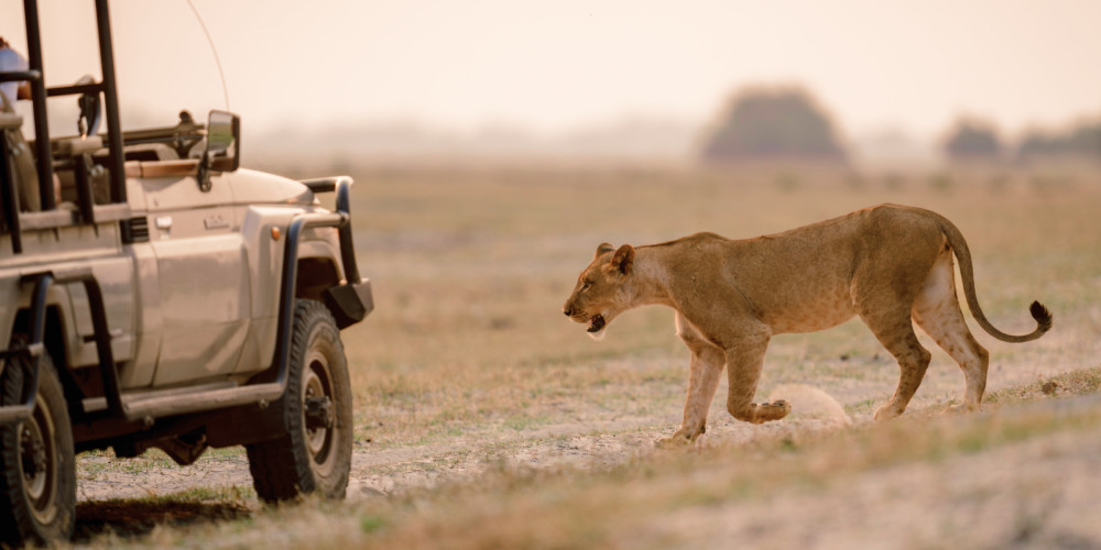 Sabi Sands and Kruger Park Safari