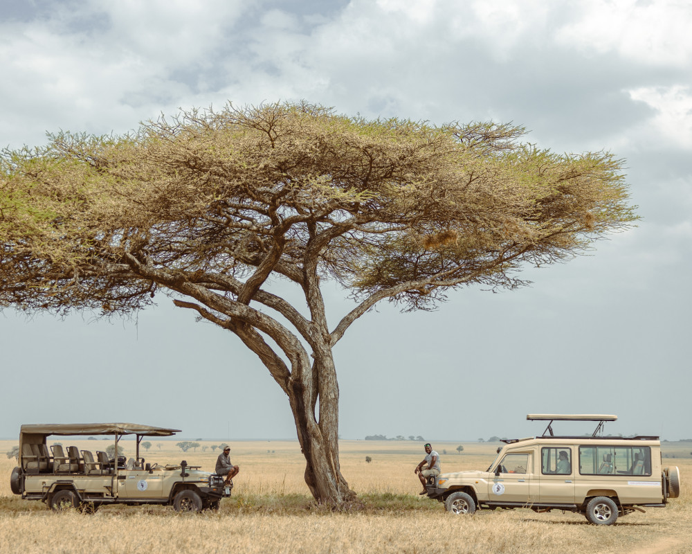 Savannah Dreams-Tarangire Safari from Zanzibar