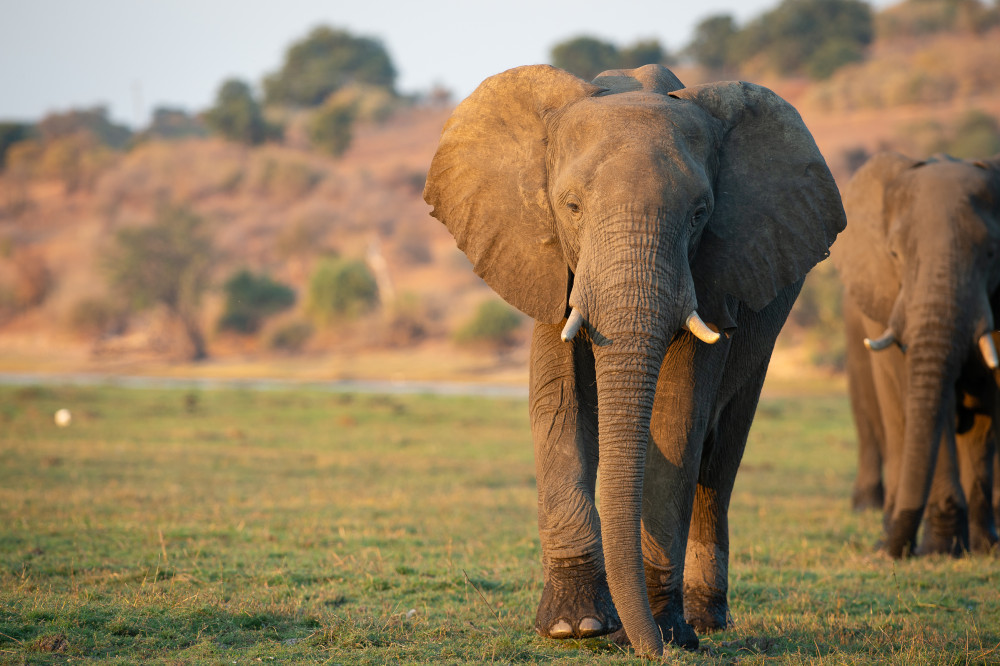 Botswana National Parks