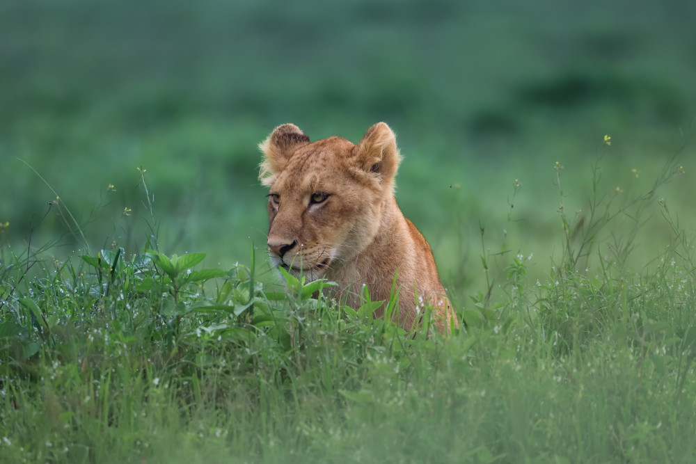Big-5 Camping Safari & Cultural Tourism