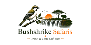 Bushshrike Safaris