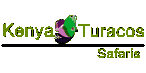 Kenya Turacos Safaris